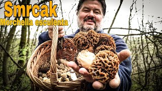 SMRCAK Morchella esculenta  Morel Mushroom  Gljive  Pecurke [upl. by Ostraw223]