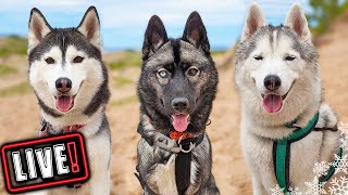 Husky Hangout LIVE 🔴 LIVE Q amp A With our Siberian Huskies [upl. by Yraeg]