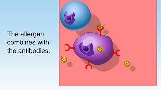 How Allergies Work Animation Understanding Allergic Reaction Immune System Video Symptom Treatment [upl. by Leemaj]