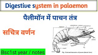 Digestive system in palaemon  prawn  पैलीमॉन में पाचन तंत्र  Bsc 1st year [upl. by Yraeht]