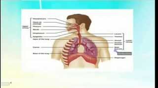 المحاضرة الأولى لدكتورة  هدى سالم  Bronchial asthma [upl. by Clarine]