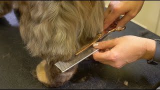 English Cocker Grooming Overview w Michell Evans [upl. by Atkins]