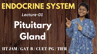 Endocrine System 01  Pituitary Gland  IIT JAM Biotechnology [upl. by Yllen]