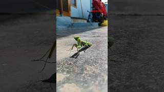 Grasshopper 🦗 shortsfeed insects grass grasshopper smallinsect trending viral gollabama [upl. by Allebram]