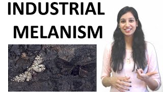 Industrial Melanism  Evolution  Natural Selection  Directional Selection NEET I CSIRNET I IITJAM [upl. by Bethina]