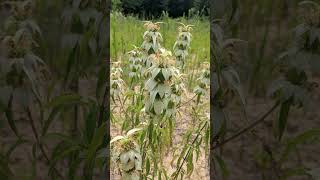 Spotted Beebalm Monarda punctata in Mint Family Lamiaceae  Observed in Description [upl. by Hedva518]