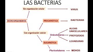 INTRODUCCIÓN A LA MICROBIOLOGÍA  Las bacterias [upl. by Treb]