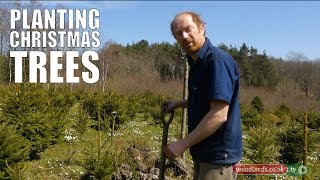 Planting Christmas Trees [upl. by Aneet]