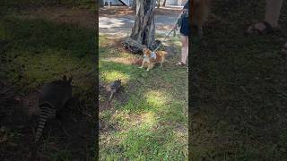 Daufuskie Island Armadillo meets dog [upl. by Elisabeth]