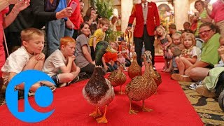 The March of the Peabody Ducks A tradition 80 years in the making [upl. by Asserak162]