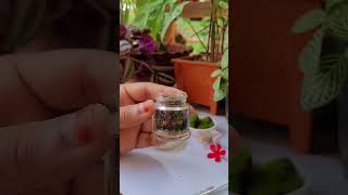 Mini terrarium terraria terrarium fittonia moss miniature diy garden plants gardening [upl. by Caesaria651]