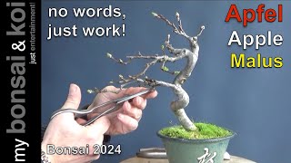 Bonsai 202421  no words just work  Apfel  Apple  Malus [upl. by Jeannette]