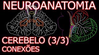 Aula Neuroanatomia  Cerebelo Conexões e Divisões Funcionais  Neuroanatomia Humana 83 [upl. by Mimi]