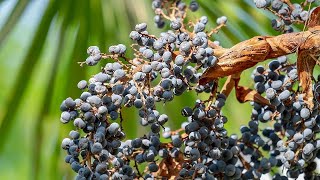 Germinating Trachycarpus wagnerianus x princeps seeds [upl. by Barfuss792]