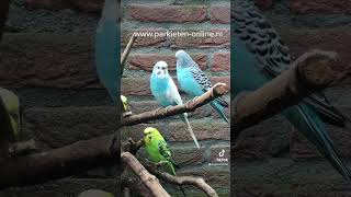 parkieten budgies grasparkieten birdsounds parakeets budgerigar [upl. by Alamak]