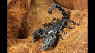 SCORPION WEAKNESS SIDE DISCOVERED  FACTUAL DOC [upl. by Yrellam541]