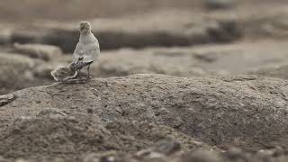 Small Pratincole feeding its chick [upl. by Herwick]