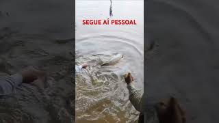 PESCARIA DE PIRARUCU pescariaraiz pesca pescaria Pescariadepirarucu Pirarucu pescadegigante [upl. by Aran]