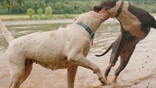 Pitbull dog vs Dogo Argentino  world dangerous dog fight [upl. by Aymik]