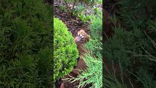 Caracal cat attacks । beautiful animals shorts wildlife caracal cat trending viralvideo [upl. by Einnahpets3]