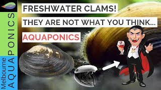 The truth about freshwater clams mussels [upl. by Ennail]