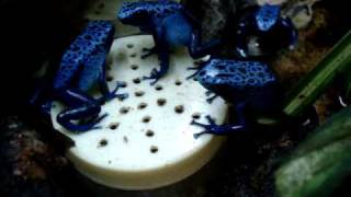 Dendrobates azureus alimentação em cativeiro [upl. by Norah]