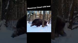 Siberian tiger and Ussuri wild boar tiger cat animals wildlife ussuriboar wildboar [upl. by Neehar]