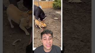 ‼️Chihuahua vs CANE CORSO‼️ pets caes cachorro react canecorso animaisdeestimação animais [upl. by Yttam441]