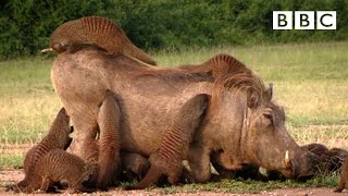 This Warthog took a trip to the Mongoose Spa  Banded Brothers  BBC [upl. by Ferdy]