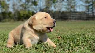 Labrador Puppy Howling [upl. by Ludwog]