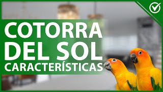 🦜 Cotorra del sol o Aratinga Solstitialis Características y Cuidados Especiales 🦜 [upl. by Lubeck]