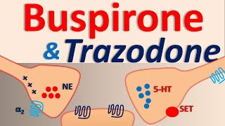 Buspirone and Trazodone interaction [upl. by Omrellug]