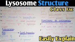 Lysosomal Storage Diseases Cell Introduction [upl. by Esorbma]