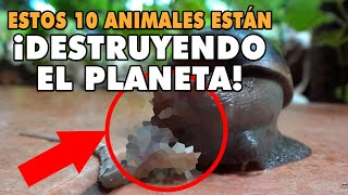 ☠️ TOP Los 10 animales exóticos invasores más peligrosos y dañinos del mundo Naturaleza en peligro [upl. by Eedolem136]