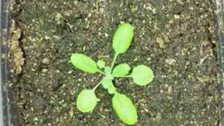 Arabidopsis Growth [upl. by Vine]