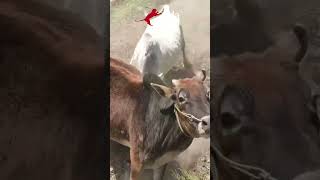 UMA BRIGA DE VACAS COMO VOCÊ NUNCA VIU  VIDA ANIMAL [upl. by Relyuhcs]