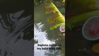 daphnia moina hunting [upl. by Atteuqahs360]