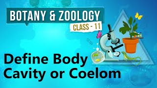 Define Body Cavity or Coelom  Kingdom Animalia  Biology Class 11 [upl. by Lletram]