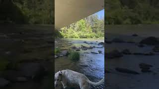 Video of Sims Flat Campground CA from Monica C [upl. by Sophey566]