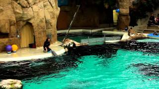 Delfinshow im Duisburger Zoo und Delfinbaby DörteCanon 600 D [upl. by Marlyn]