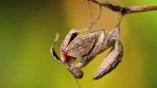 Mantodea  Insecthaus  Adrian Kozakiewicz [upl. by Aveer]