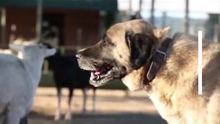 Livestock Guarding Dog Program at Cheetah Conservation Fund [upl. by Attirehs844]