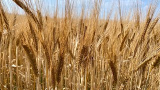 Barley update with Islay Heads [upl. by Eeralih343]