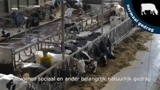 Welzijn koeien melk van blije koeien  Dierenwelzijn in beeld [upl. by Delilah]