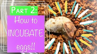 How to BREED CRESTED GECKOS Part 2 Incubation and egg care [upl. by Eeloj]