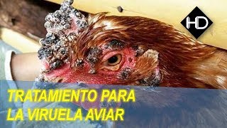 ¿Como curar y Prevenir la viruela en Gallos Gallinas y pollos [upl. by Graham]