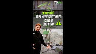 Japanese Knotweed Identification  In Less Than 1 Minute [upl. by Iliak]