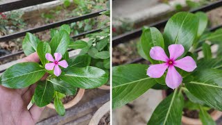 Important Tips For Watering Vinca Plants  The Right Gardening [upl. by Lole]