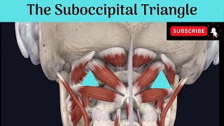 The Suboccipital Triangle Anatomy mbbs education bds headandneckanatomy triangles [upl. by Funda]