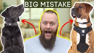 Dog Training Mistakes In Teenage Phase [upl. by Ahsekal]